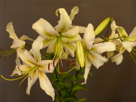 Foto: Dr. Peter Müller